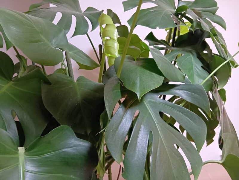 7年育ちのモンステラ