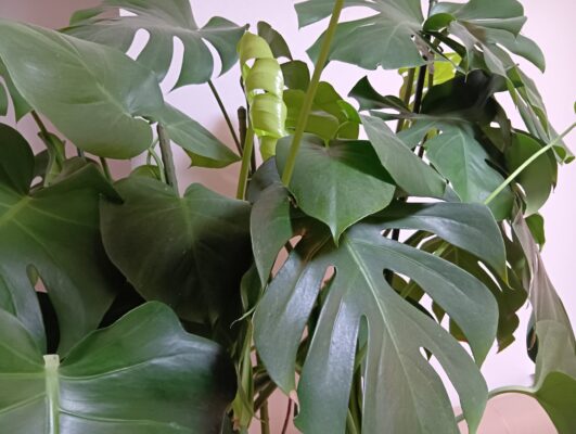 7年育ちのモンステラ