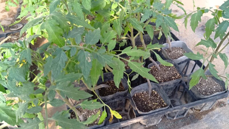 栽培ポットに発芽して地植え前のトマトの苗が複数ある