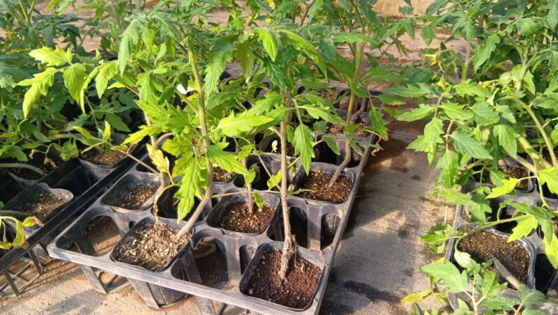 栽培ポットに入ったトマトの苗。発芽から20日間ぐらい、まだ地植えまで成長前段階